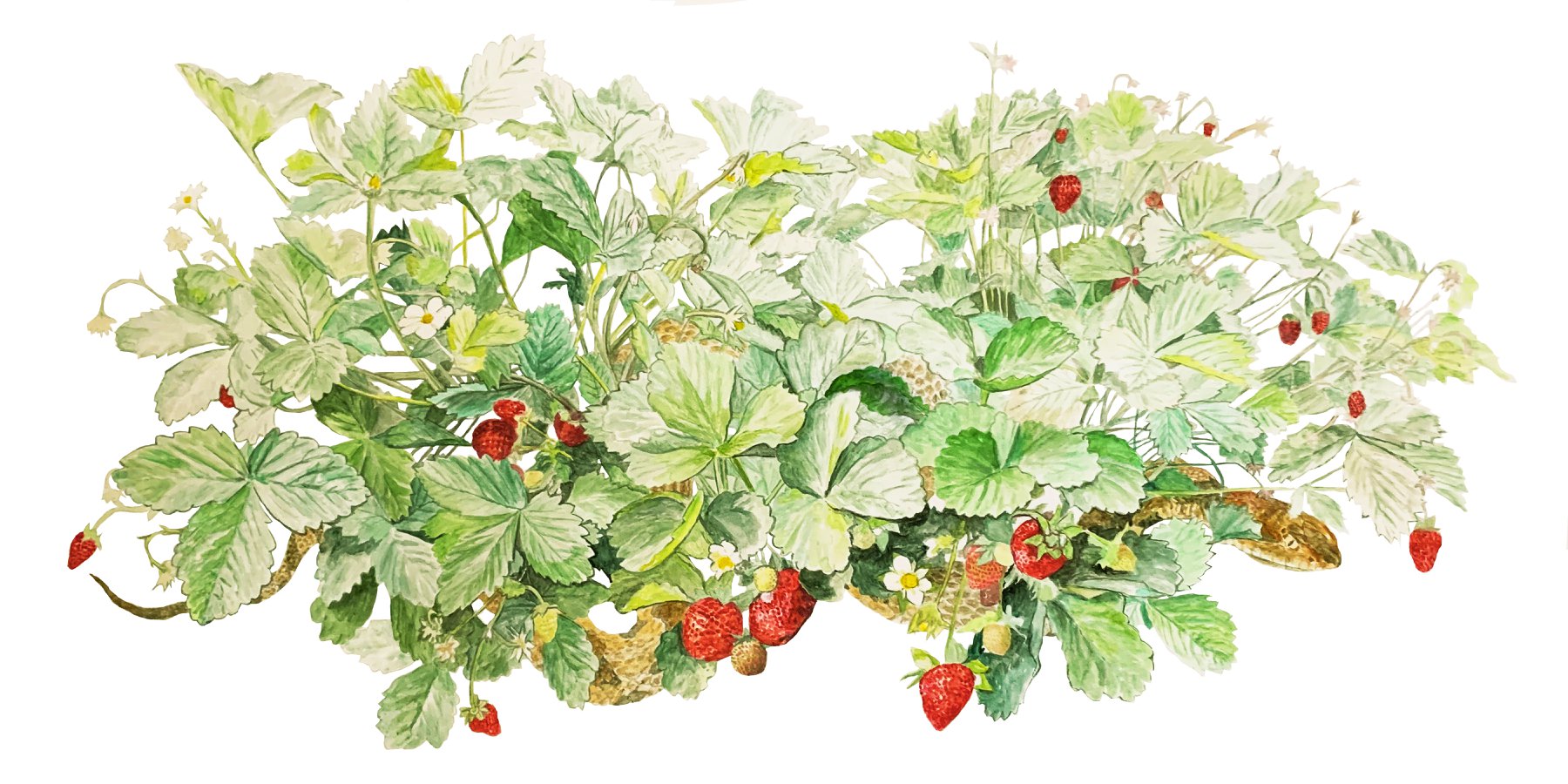 “Tempted (Serpent in the Strawberries)” 20”x29” watercolor.